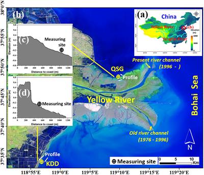 Distinctive sedimentary processes on two contrasting tidal flats of the Yellow River Delta